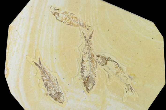 Four Fossil Fish (Knightia) - Wyoming #138624